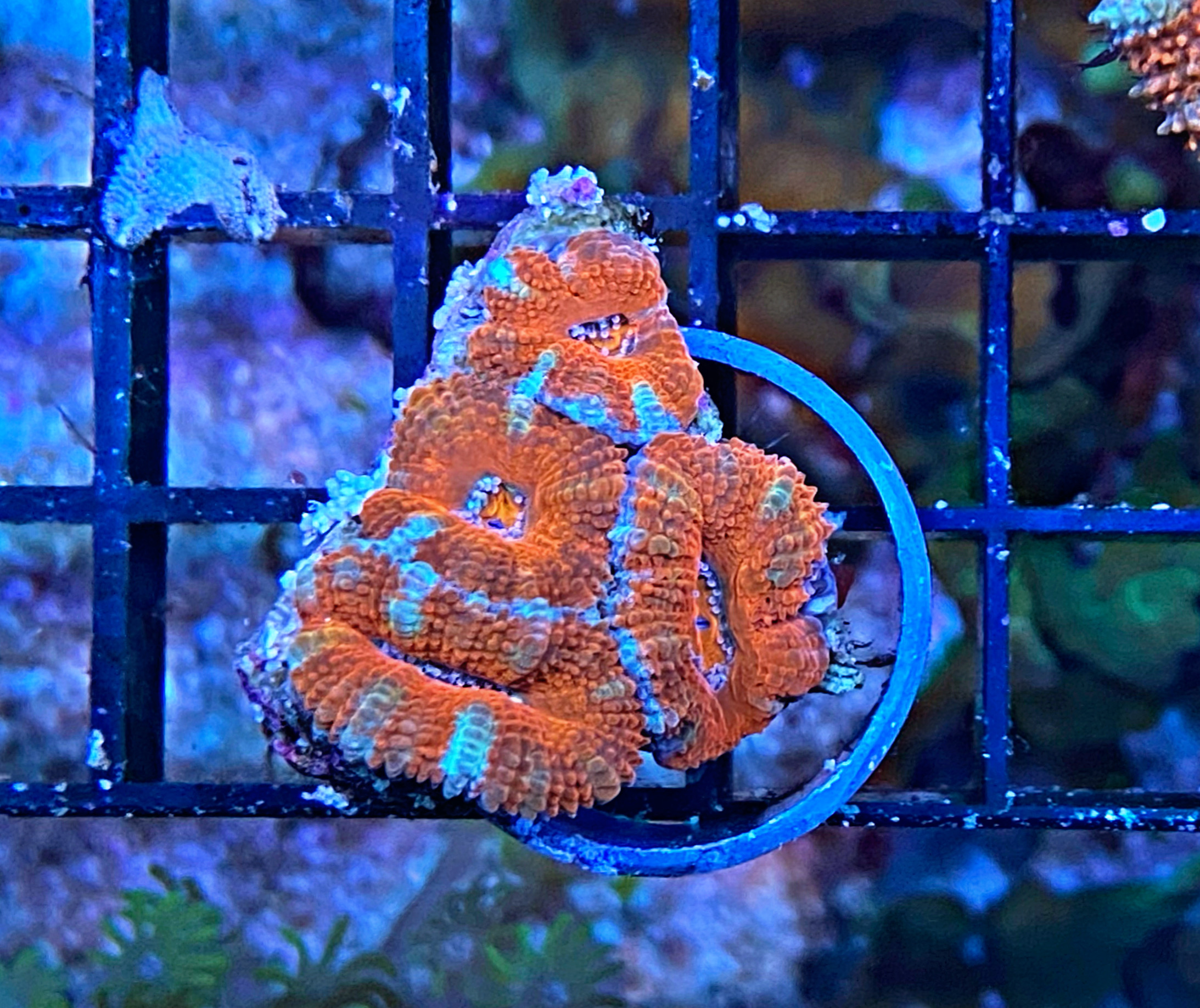 Acanthastrea lordhowensis - Großpolypige Steinkoralle - eyecatch - WYSIWYG 134a