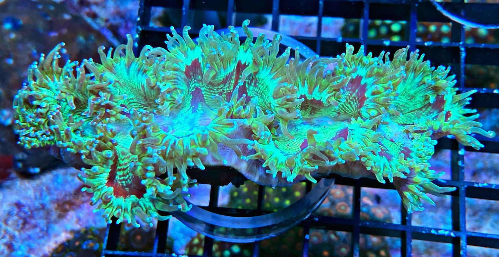 Catalaphyllia jardinei - Wunderkoralle - WYSIWYG  84 - tipped Ultra
