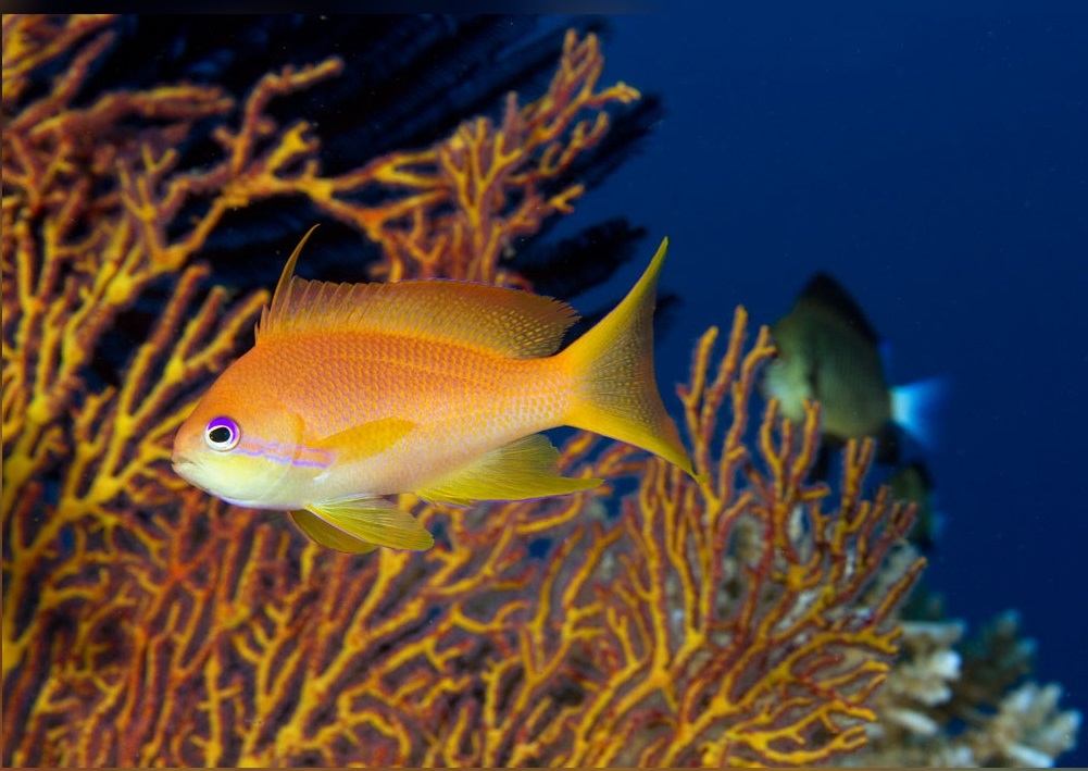 Pseudanthias squamipinnis Weibchen