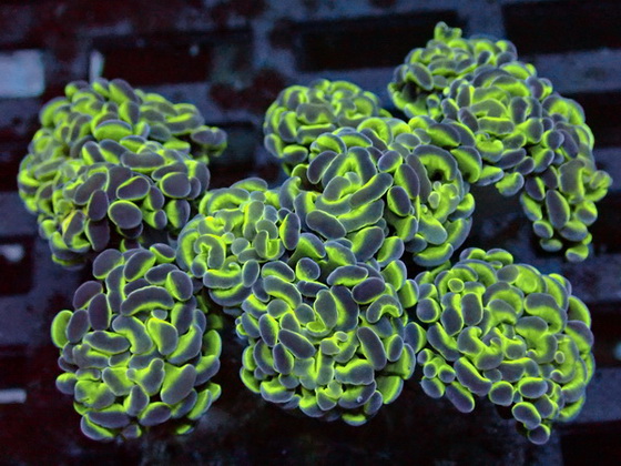 Euphyllia Paraancora - Hammerkoralle -7 Polypen  WYSIWYG 97b 