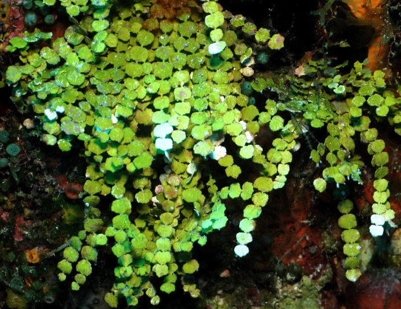Halimeda sp. Grünalge