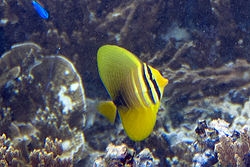 Zebrasoma desjardinii Indischer Segelflossen-Doktorfisch-L