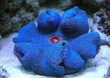Stichodactyla haddoni Teppichanemone Color Blue - L - RARE