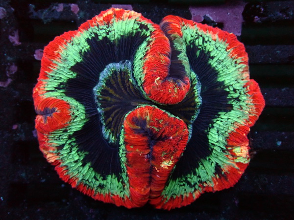 Trachyphyllia geoffroyi - Wulstkoralle - Ultra red rimmed Multi Color - WYSIWYG 128
