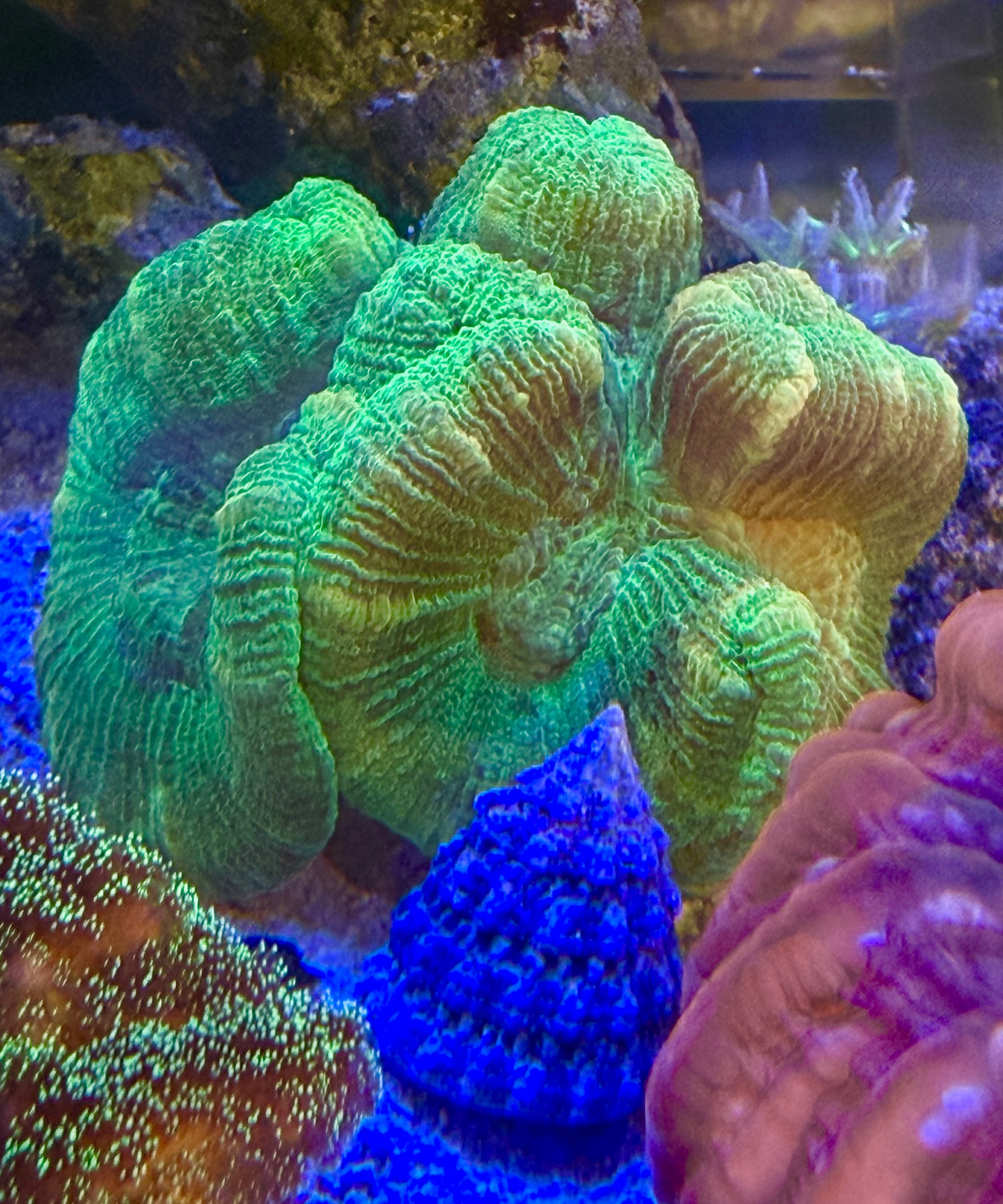 Trachyphyllia geoffroyi Wulstkoralle Green Star Color WYSIWYG 124