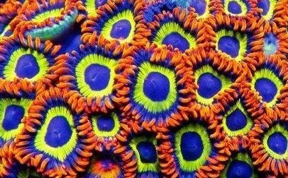 Zoanthus-sp. "Fruit Loop" Krustenanemonen 