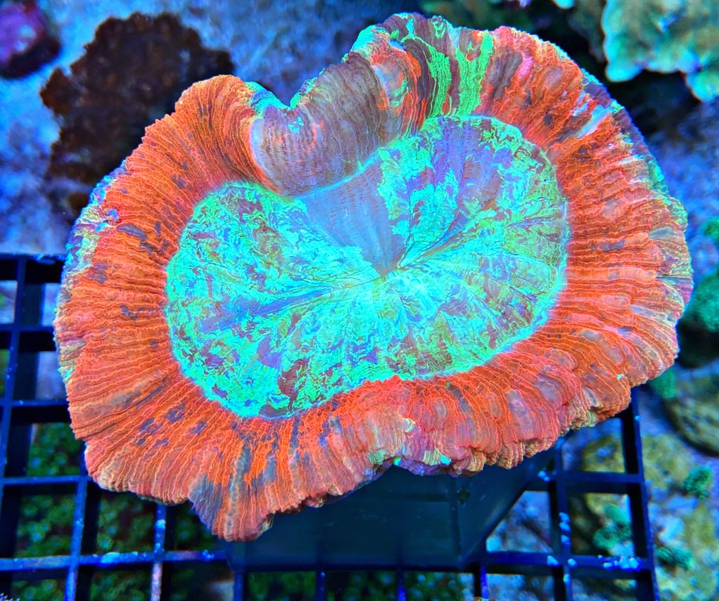 Trachyphyllia geoffroyi Wulstkoralle Green Star Color WYSIWYG 124