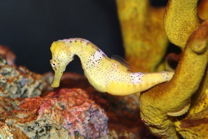 Hippocampus reidi Langschnäuziges Seepferdchen -yellow - Nachzucht - Frau