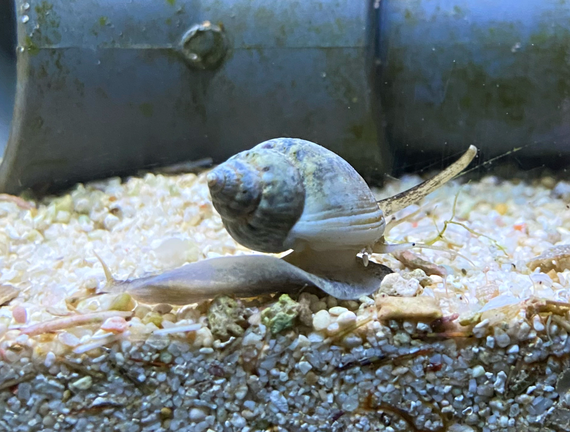 Nassarius Spec.Grabende Schnecke