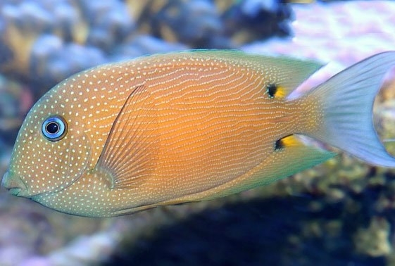 Ctenochaetus binotatus - Blauaugen-Borstenzahndoktor