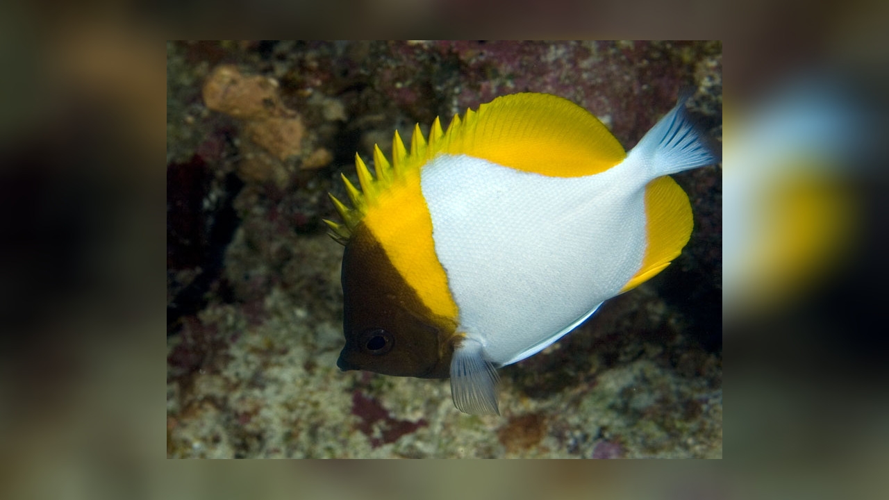 Hemitaurichthys polylepis - Gelber Pyramiden-Falterfisch