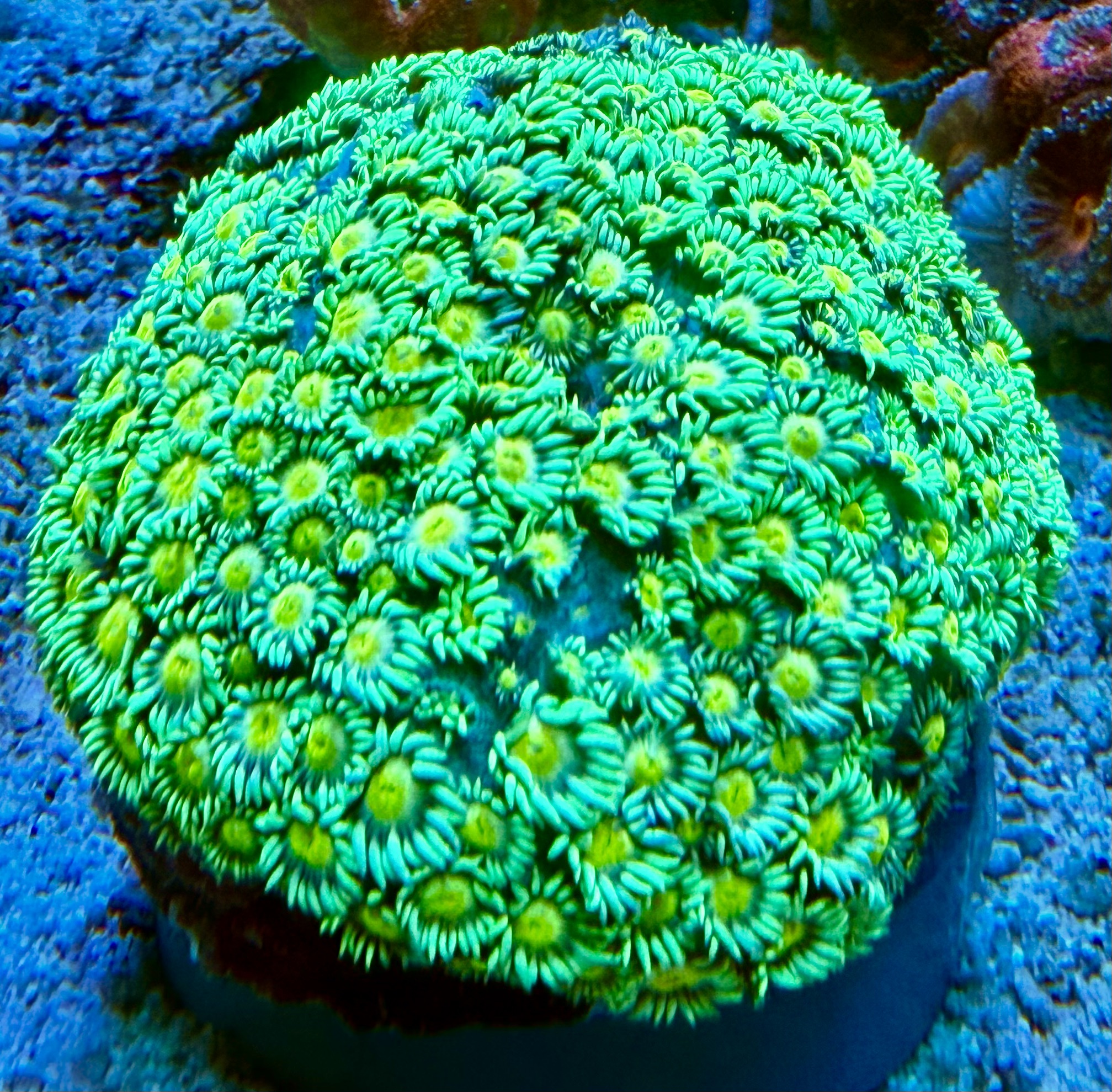 Goniopora fruticosa - Margerittenkoralle - Two Tone  -  WYSIWYG 193