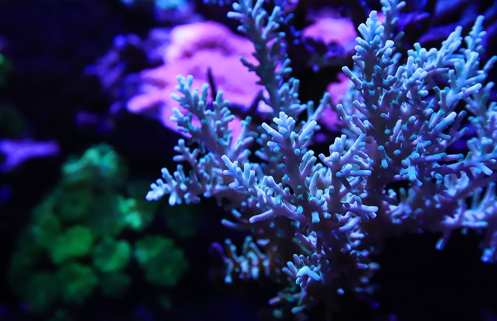 Red Sea Reef LED 50 Red Sea Reef LED 50