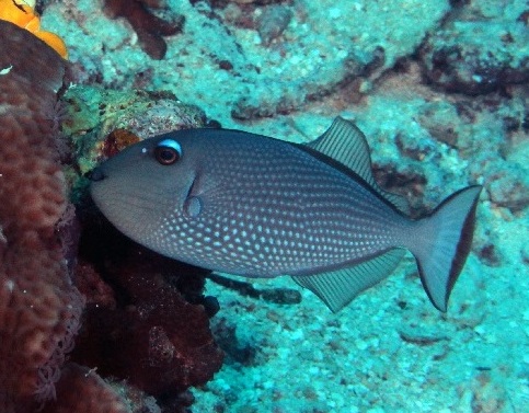  Xanthichthys auromarginatus Blaukehl-Drückerfisch female