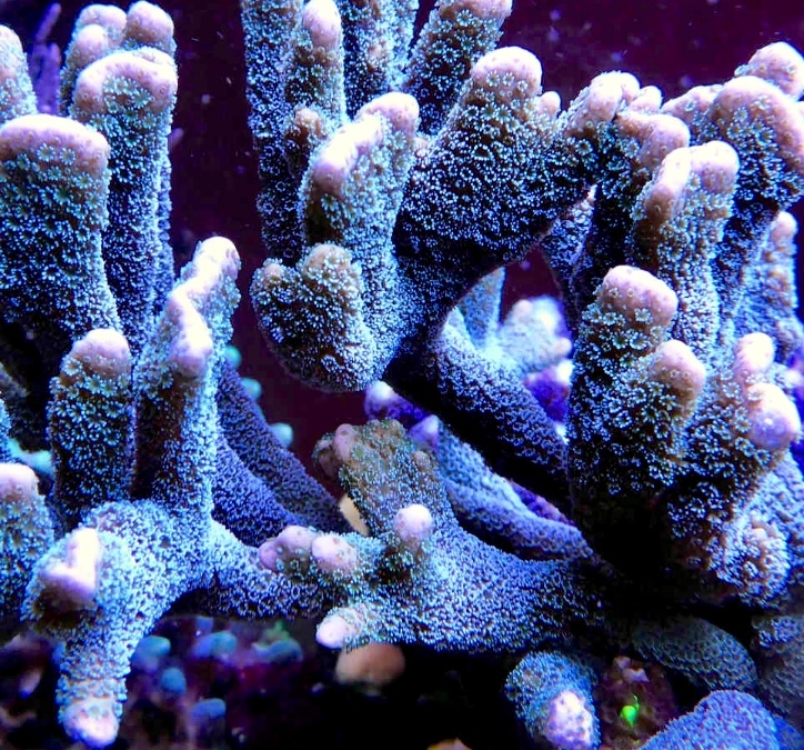 Montipora digitata Spec. Hochwachsende Montipora