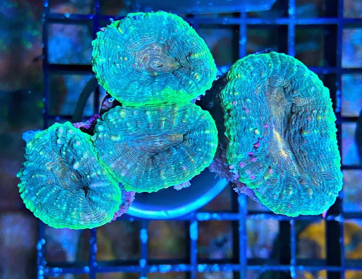 Lobophyllia hemprichii - Doldenkoralle - Green Angel - WYSIWYG 90