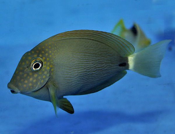 Punktgesicht Doktorfisch: Acanthurus maculiceps