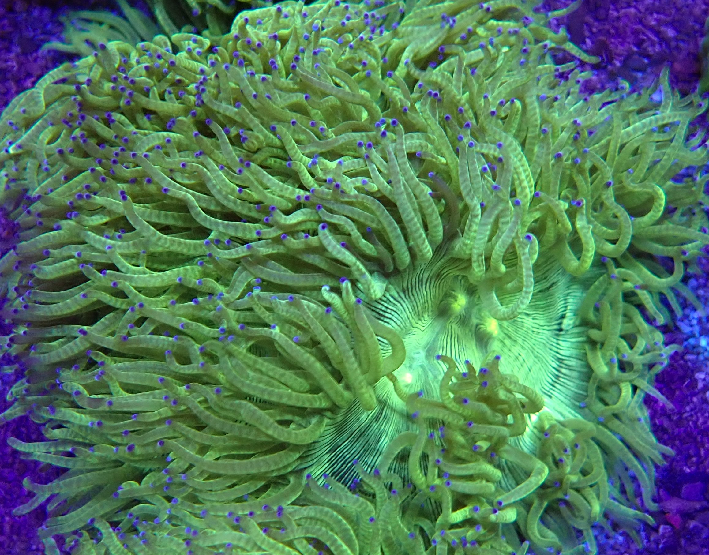 Catalaphyllia jardinei - Wunderkoralle - WYSIWYG 104c - purple tipped L 8-10 cm   Kopie