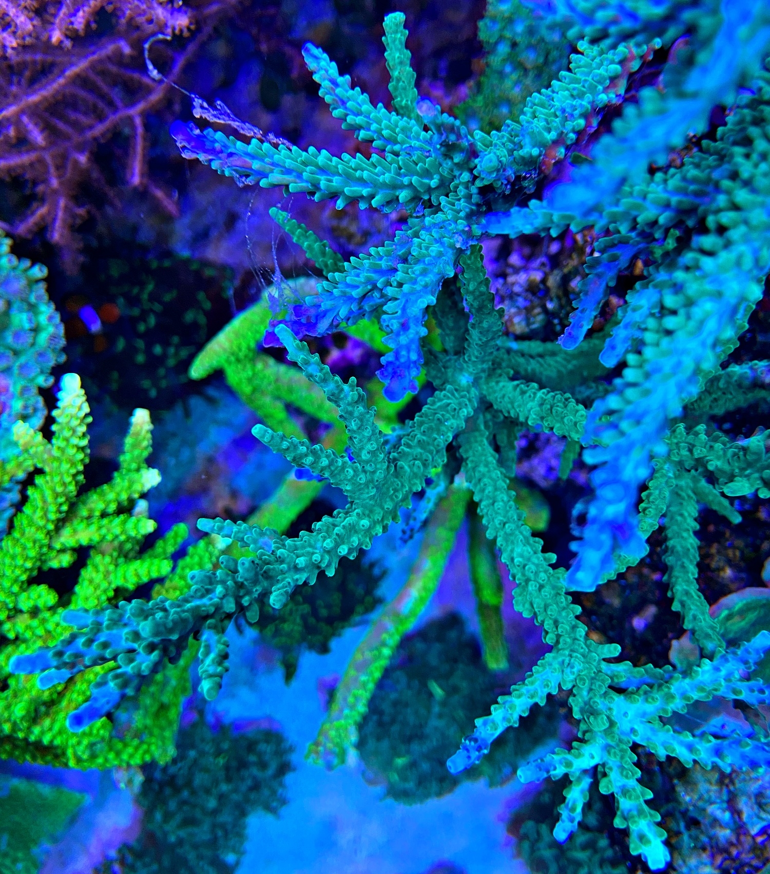 Acropora Set - Acropora tumida + Acropora loisetteae