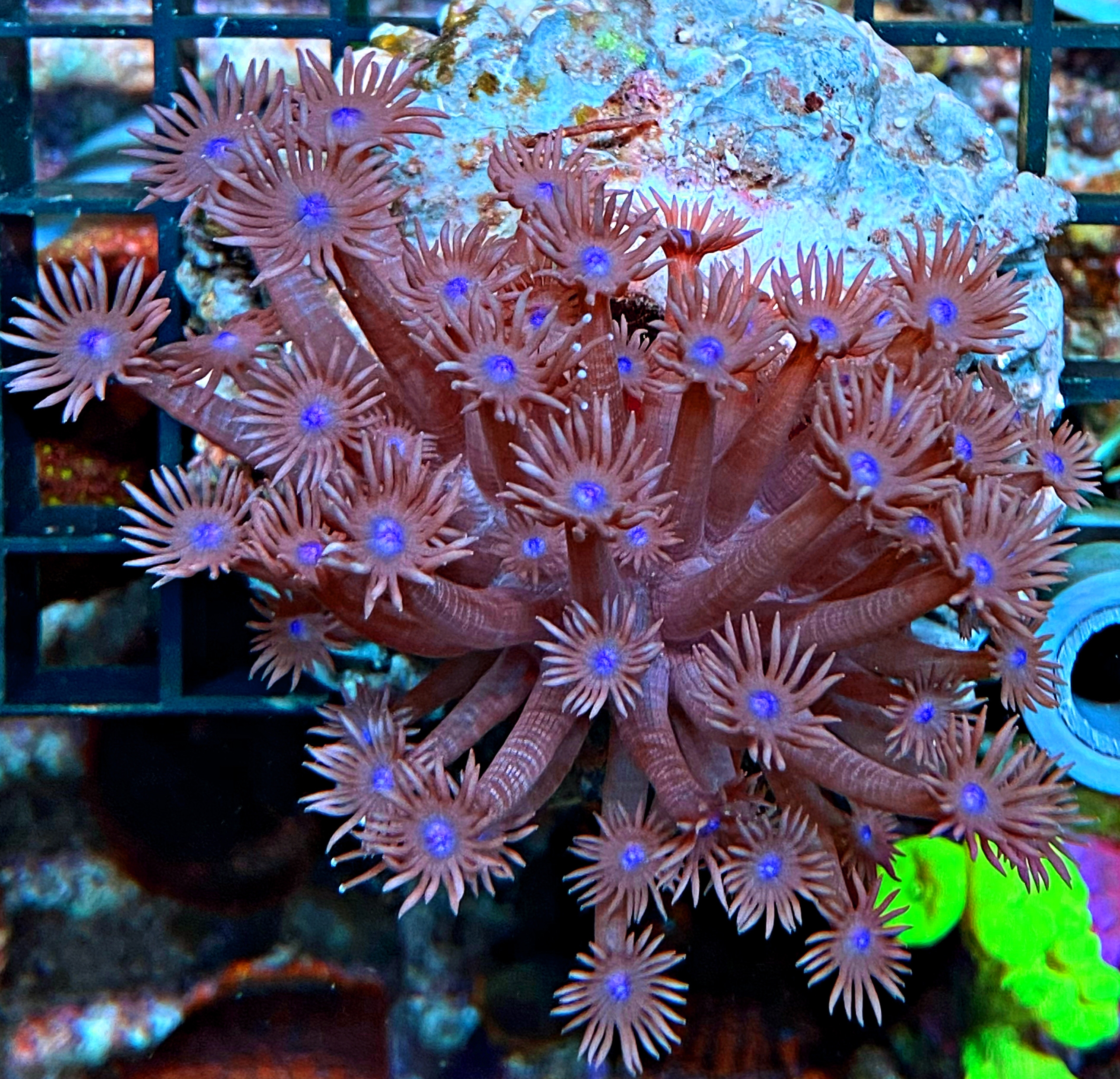 Goniopora Ultra purple / blue Center - WYSIWYG