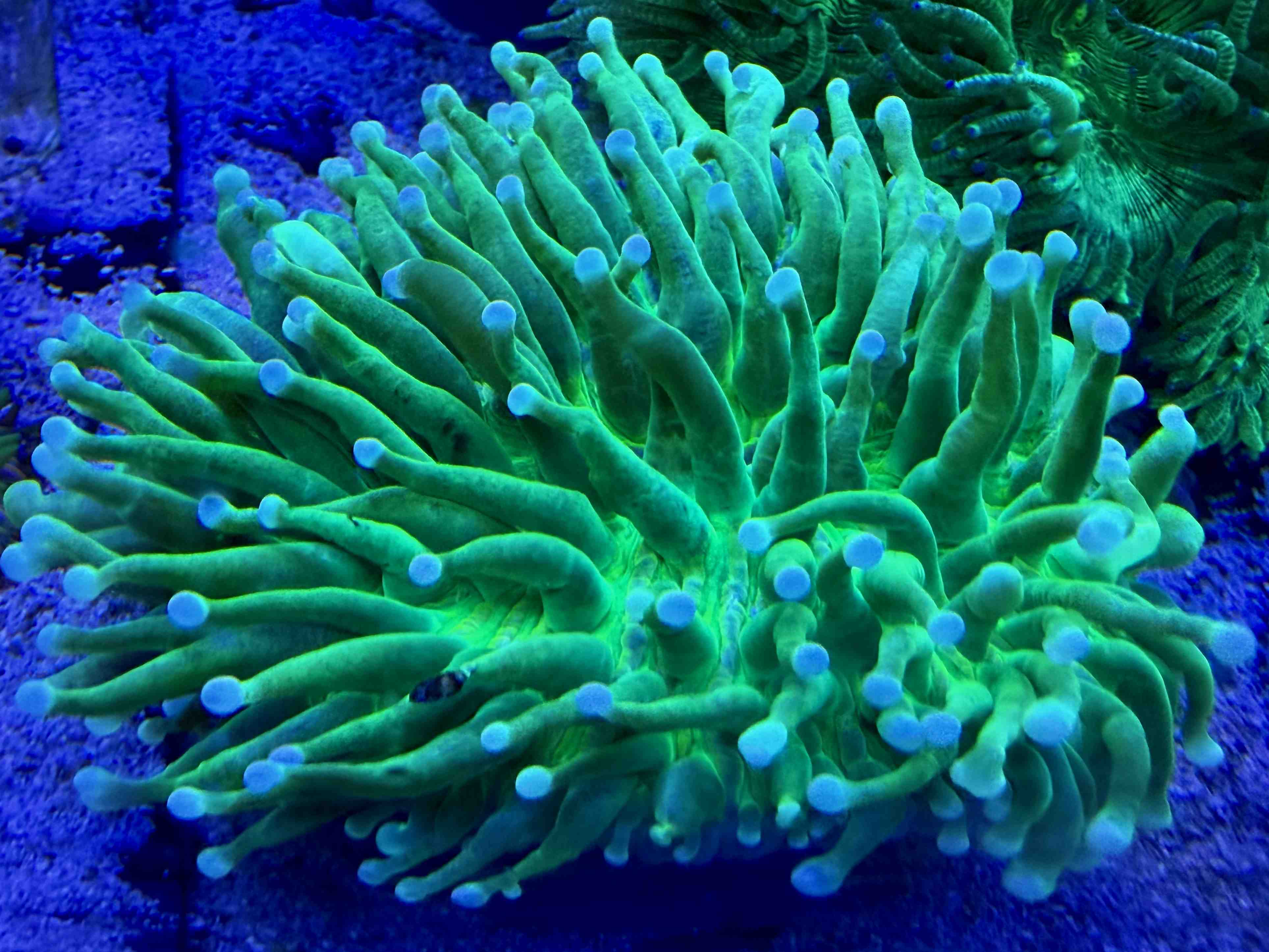 Heliofungia actiniformis - Anemonen Pilzkoralle - green neon WYSIWYG 88