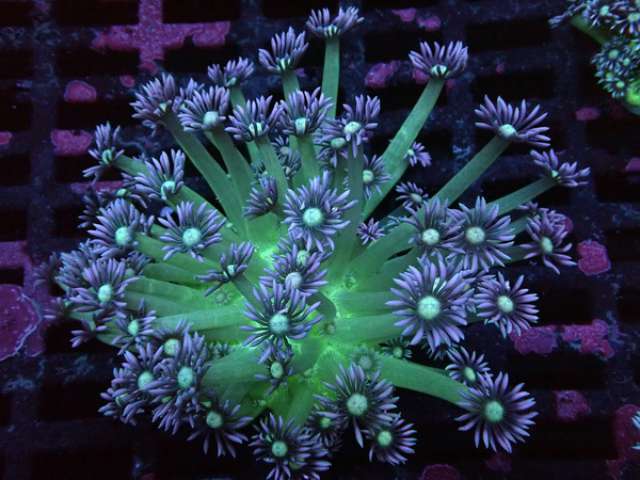 Goniopora lobata - Margerittenkoralle - Ultra -Galaxy  WYSIWYG 105