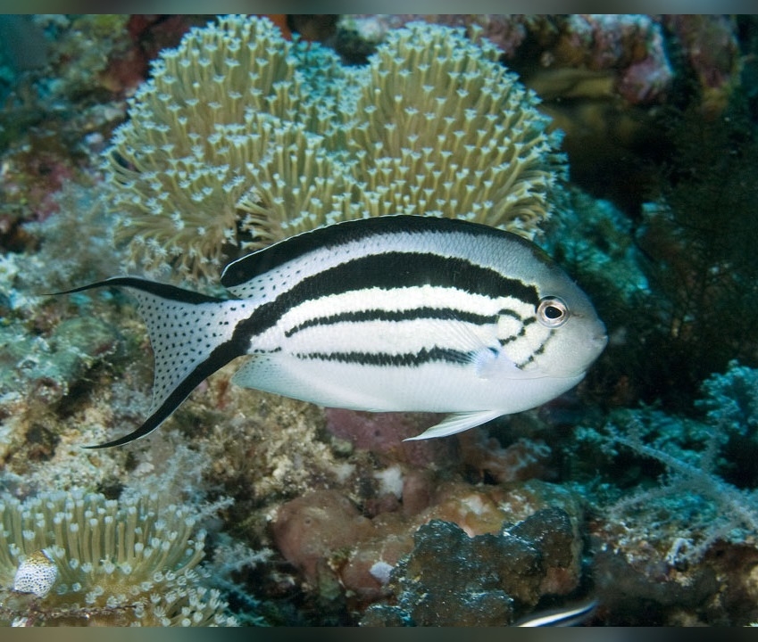 Genicanthus lamarck - Lamarcks Lyrakaiserfisch - Weibchen