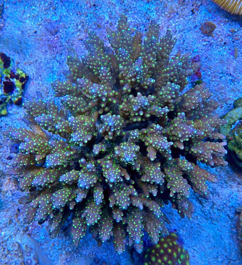 Acropora tenuis - Kleinpolypige Steinkoralle WYSIWYG