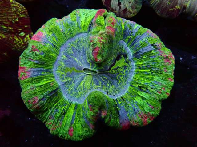 Trachyphyllia geoffroyi Wulstkoralle Green/Pink Star WYSIWYG 162