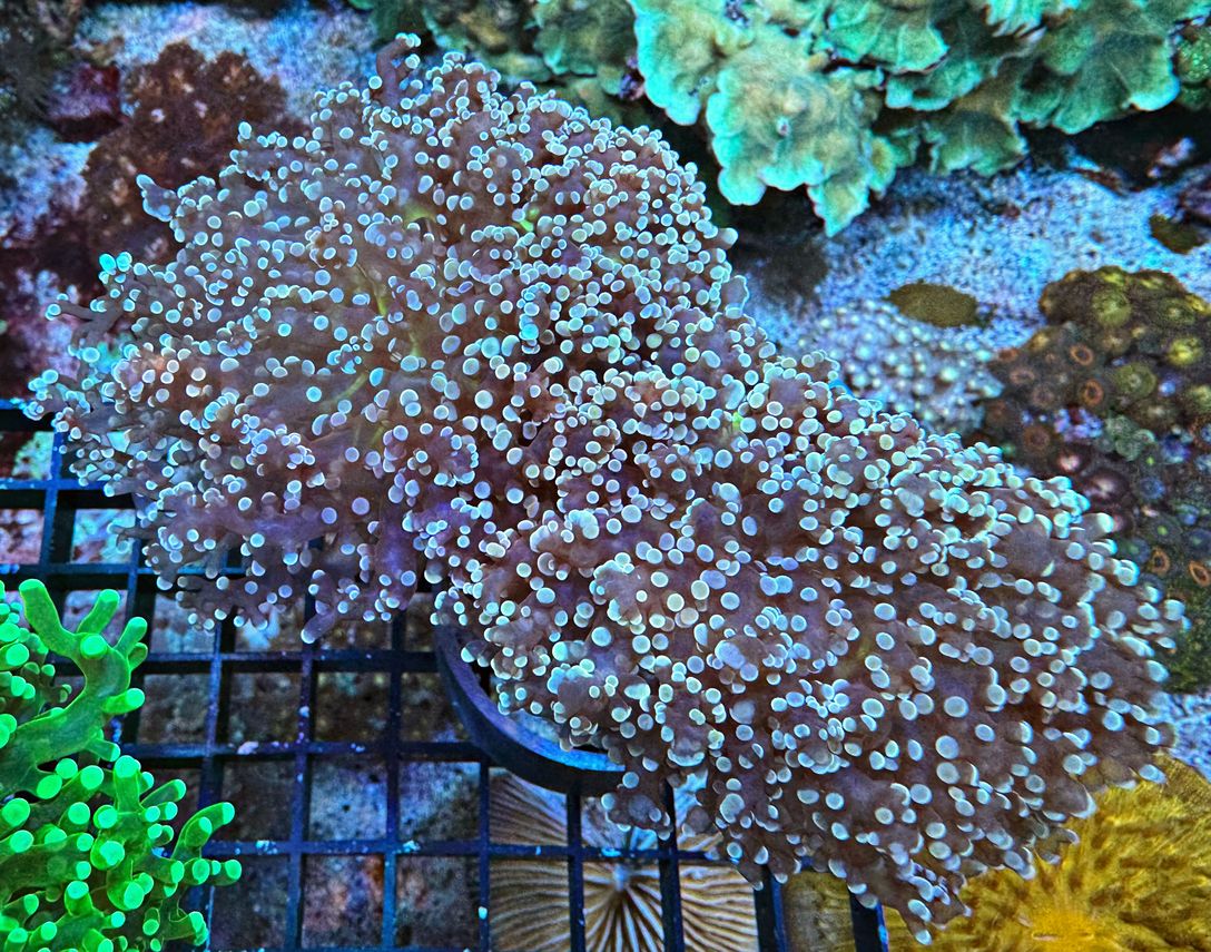 Euphyllia Divisa - Color - WYSIWYG 98