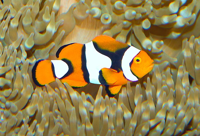 Amphiprion percula Clown-Anemonenfisch