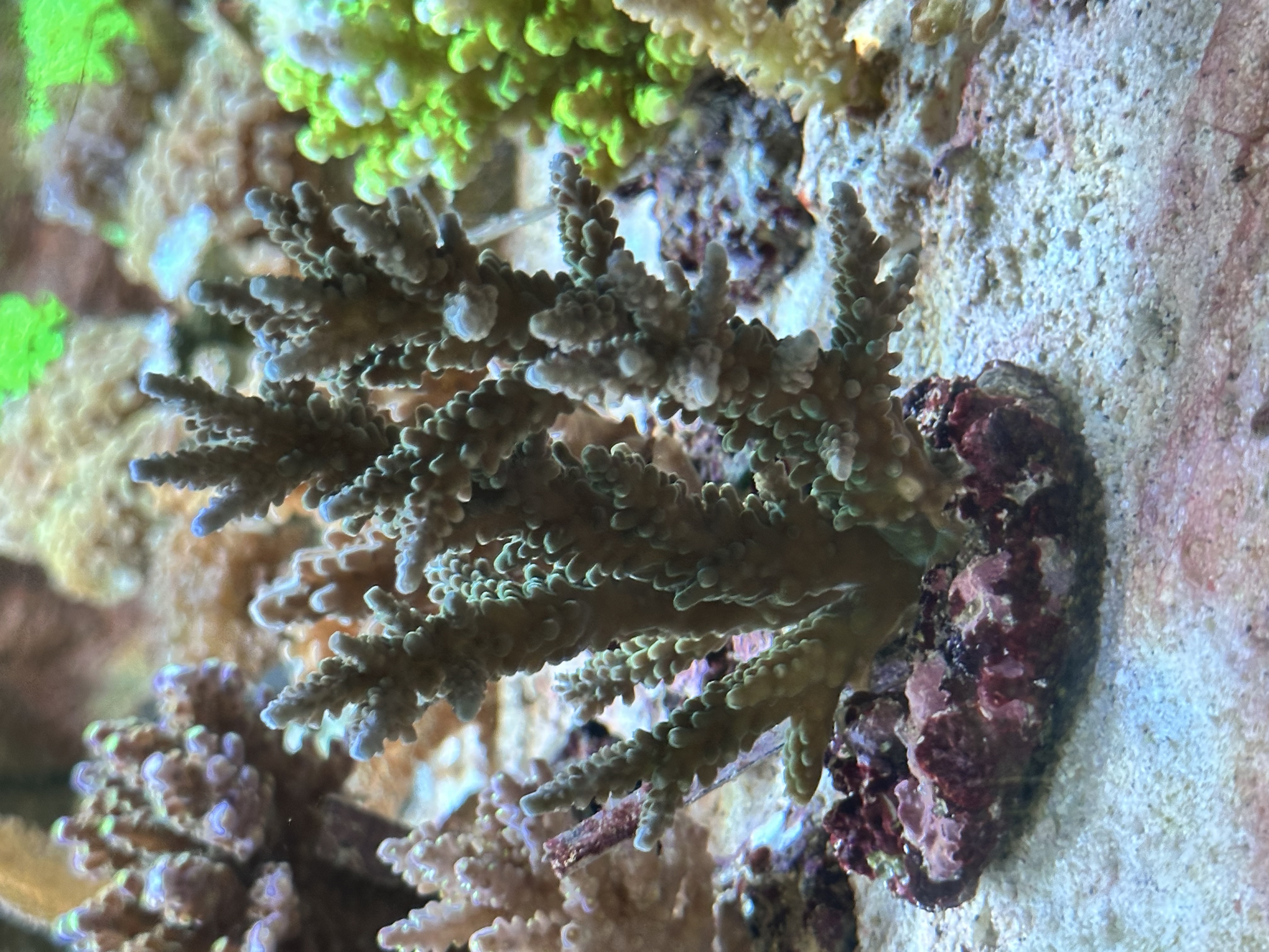 Acropora gemmifera - Kleinpolypige Steinkoralle 