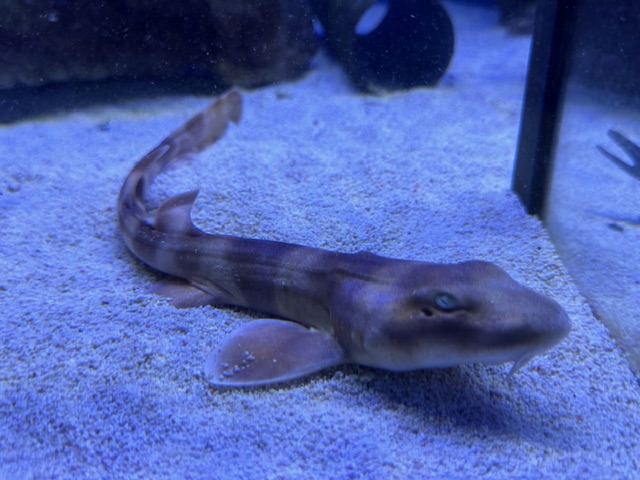 Ginglymostoma cirratum-  Sand Katzenhai 