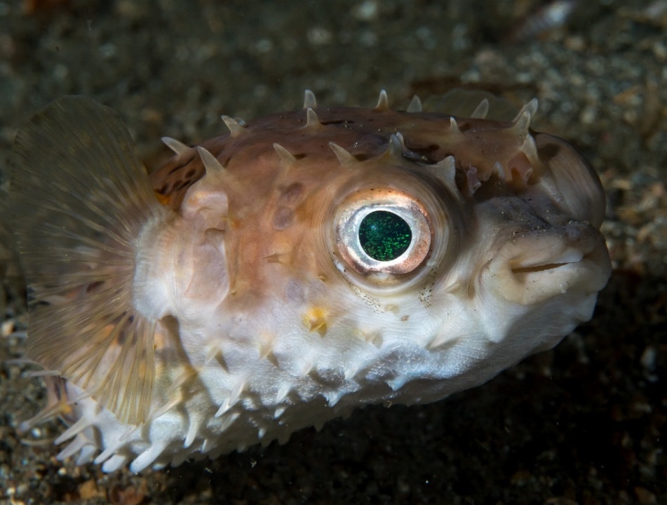 Igelfisch-Kurzstachel Cyclichthys orbicularis 