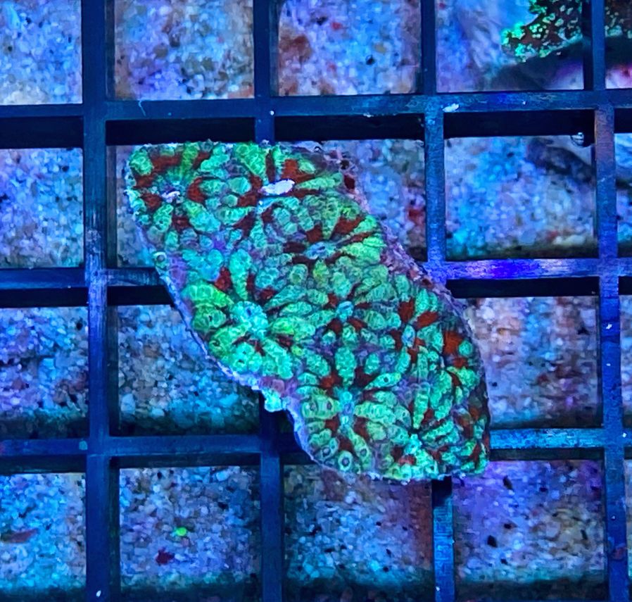 Acanthastrea lordhowensis - Großpolypige Steinkoralle - Ice Bomb - WYSIWYG 134