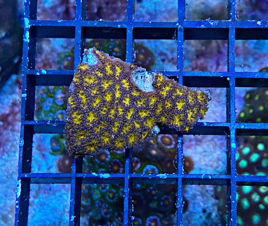 Leptastrea purpurea - Burning Ember - WYSIWYG 413a
