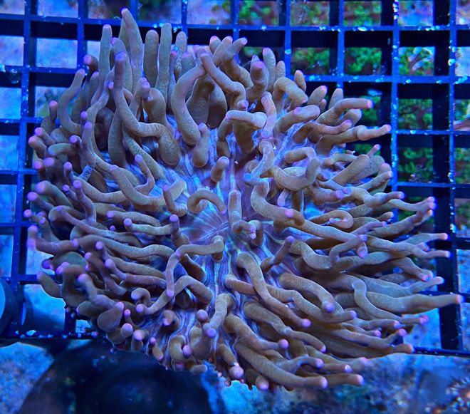 Heliofungia actiniformis - Anemonen Pilzkoralle - purple tip 