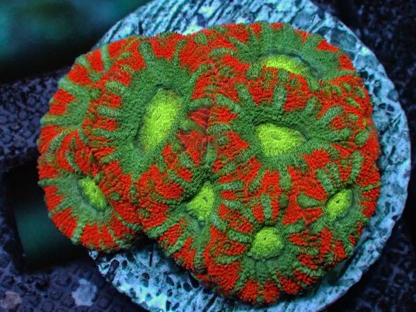 Acanthastrea lordhowensis - Großpolypige Steinkoralle - Red Bomb  - WYSIWYG 116