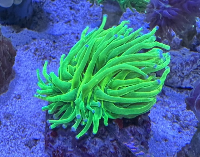 Euphyllia glabrescens Holy Grail WYSIWYG