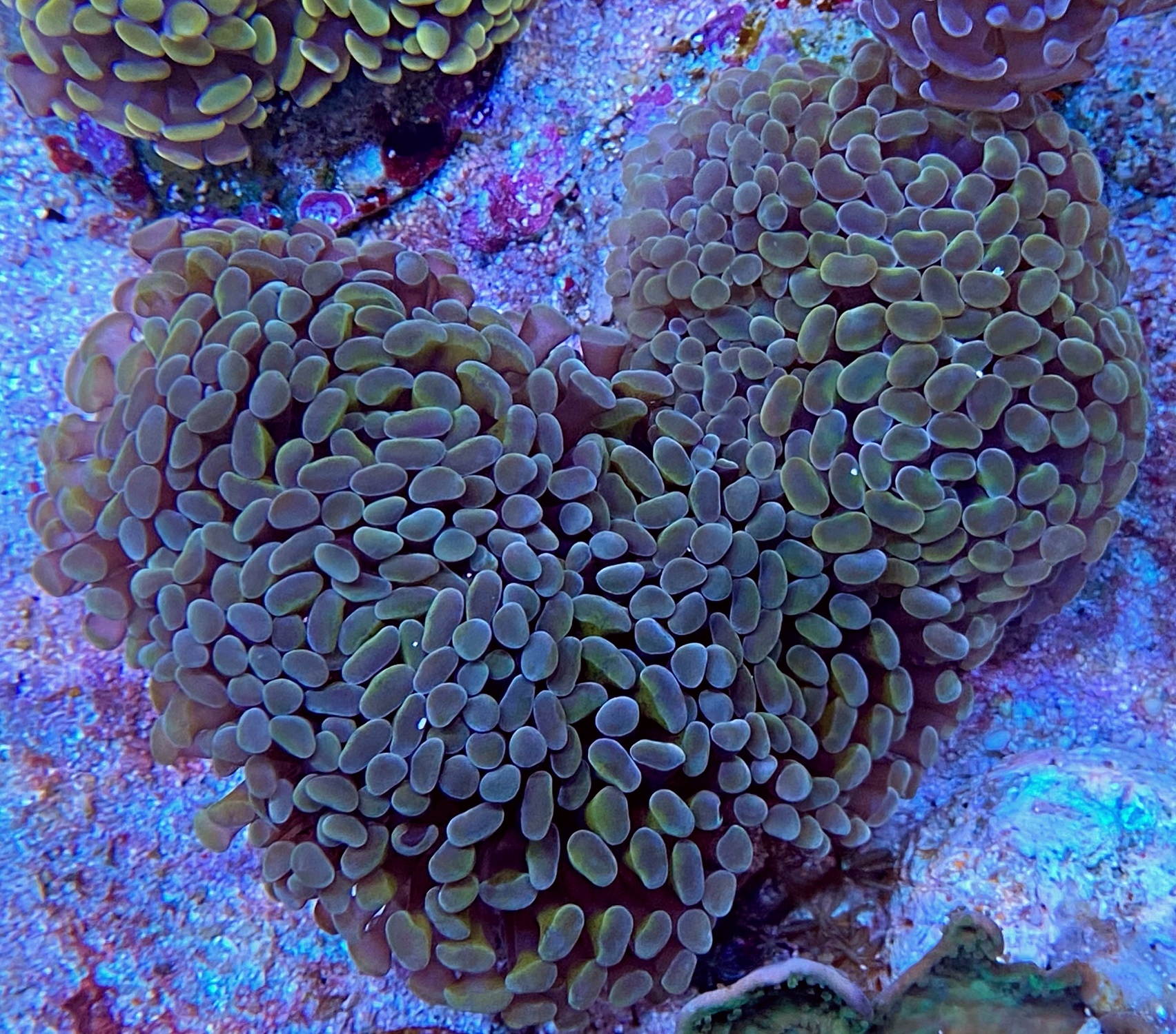 Euphyllia paraancora Hammerkoralle - Gold Grade B - WYSIWYG