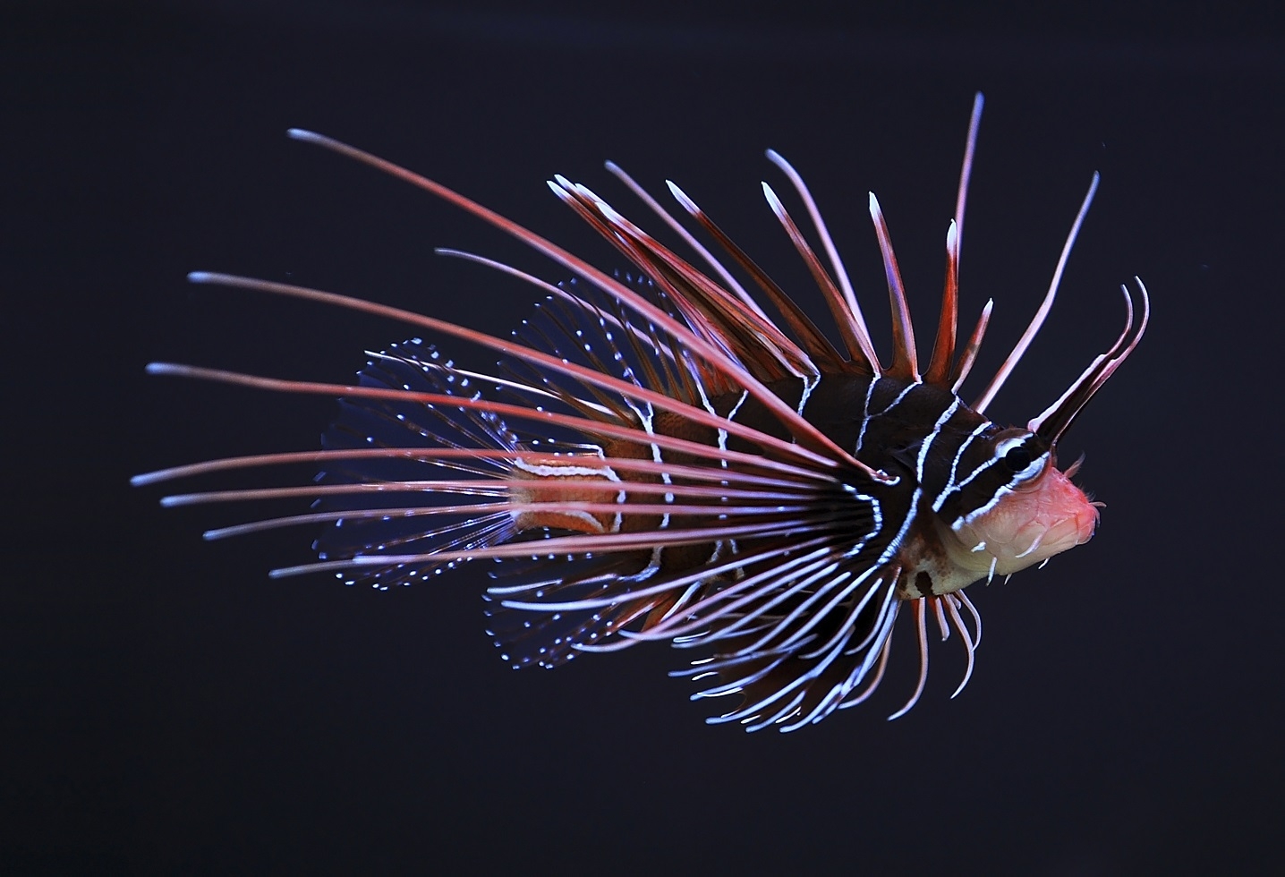 Pterois radiata Strahlen-Rotfeuerfisch