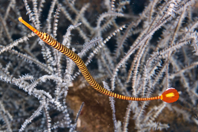 Dunckerocampus pessuliferus Sulu-Seenadel Paar