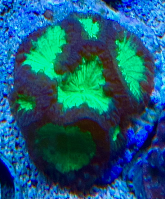 Blastomussa Wellsi  Großpolypige Steinkoralle 