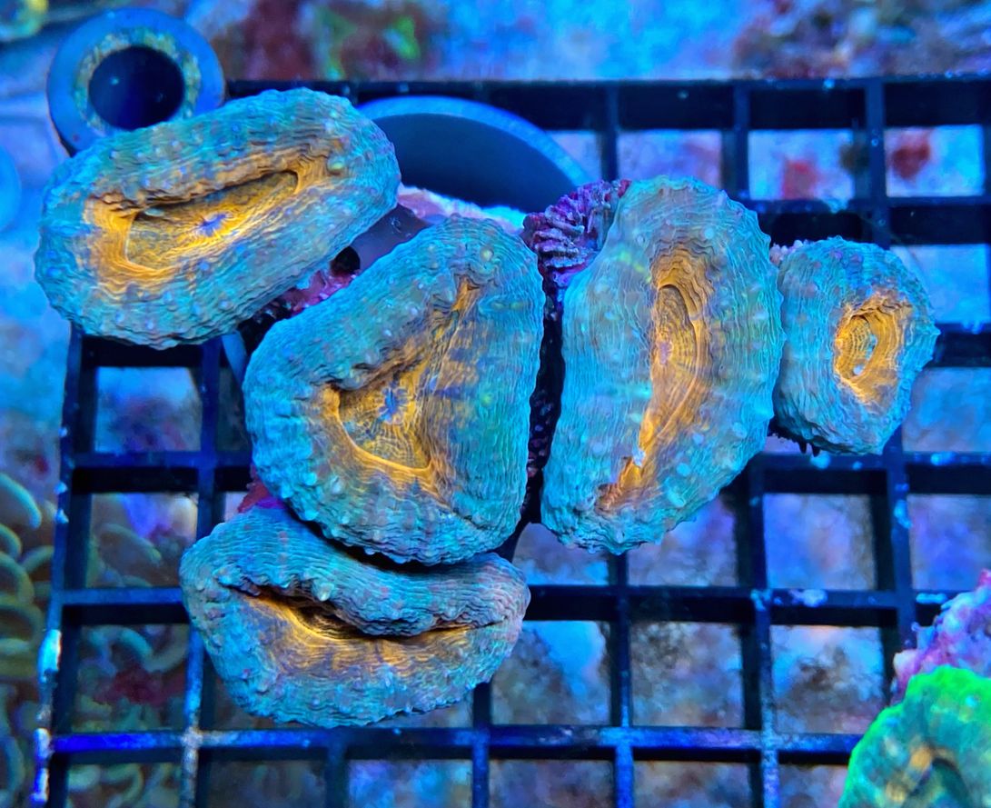 Lobophyllia hemprichii -  Doldenkoralle - Orange - WYSIWYG 94