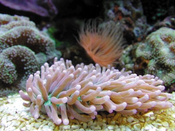 Heliofungia actiniformis Anemonen Pilzkoralle Ultra Color Heliofungia actiniformis Anemonen Pilzkoralle Ultra Color