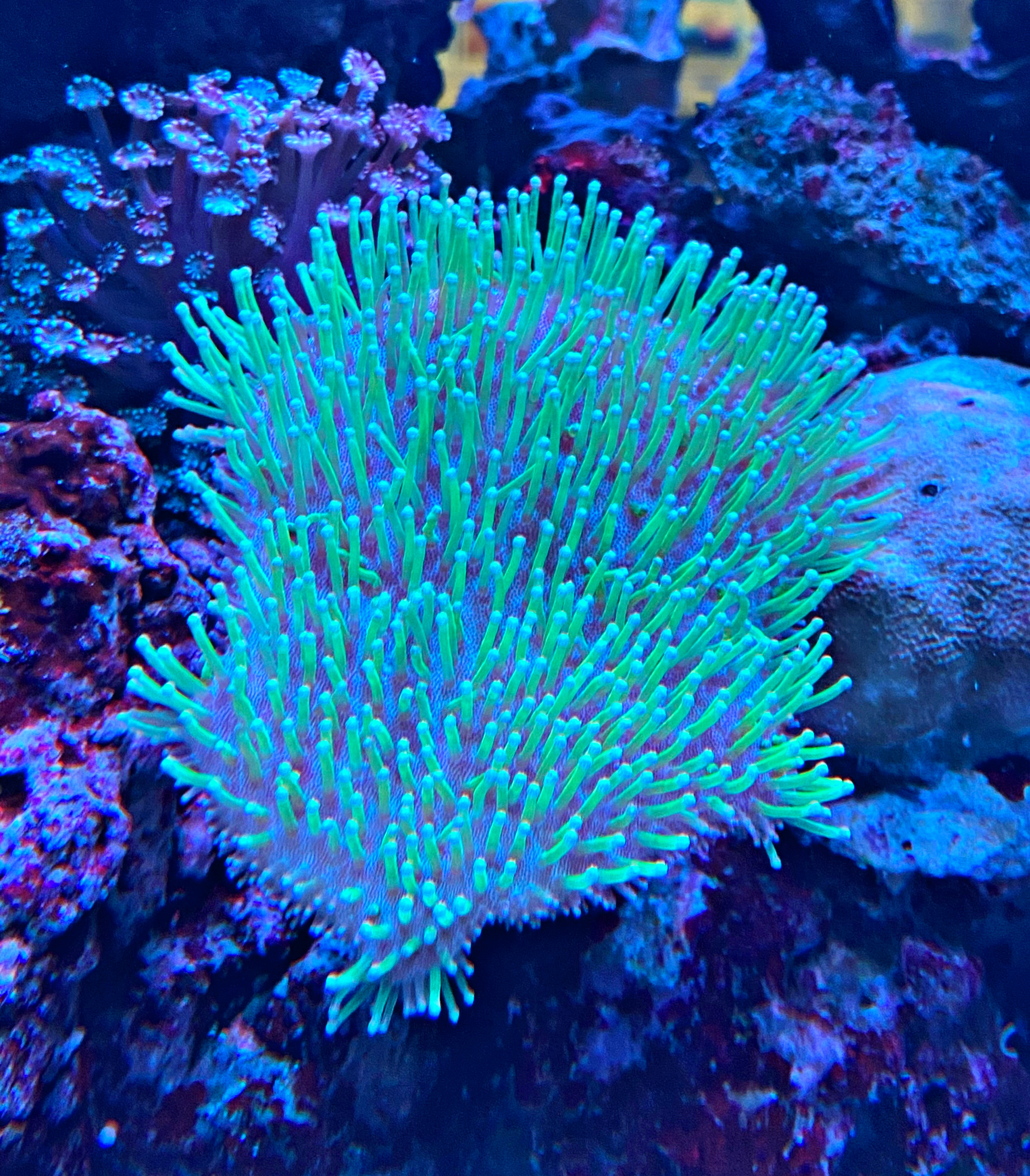 Sarcophyton Ehrenbergi - NEON Green Poyps - WYSIWYG
