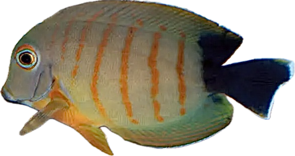 Acanthurus tristis Indik-Mimikry Doktor