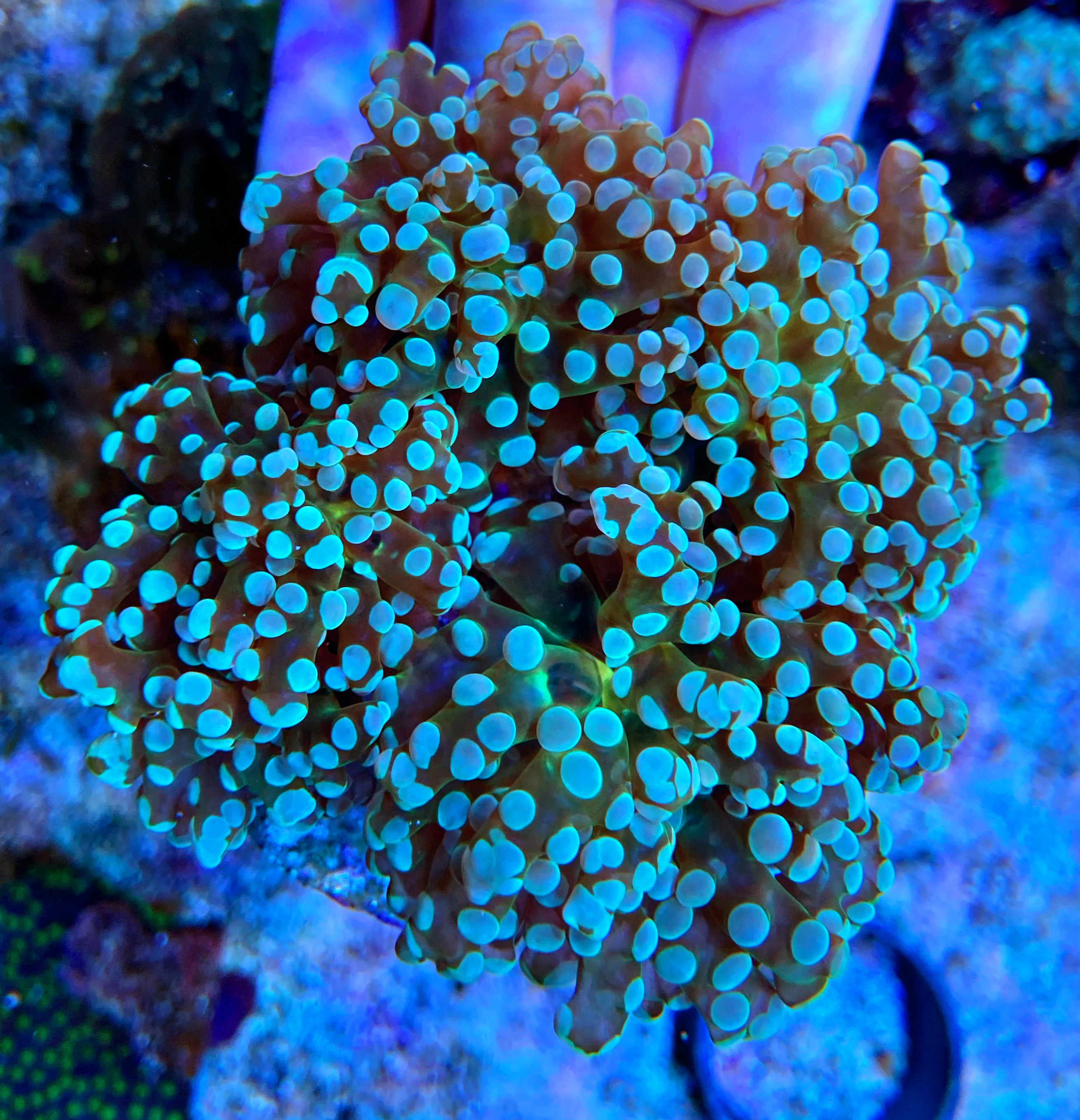 Euphyllia paradivisa - ultra green -1