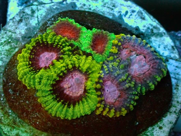 Favia spec. Hirnkoralle - Ultra Color Mix - WYSIWYG98