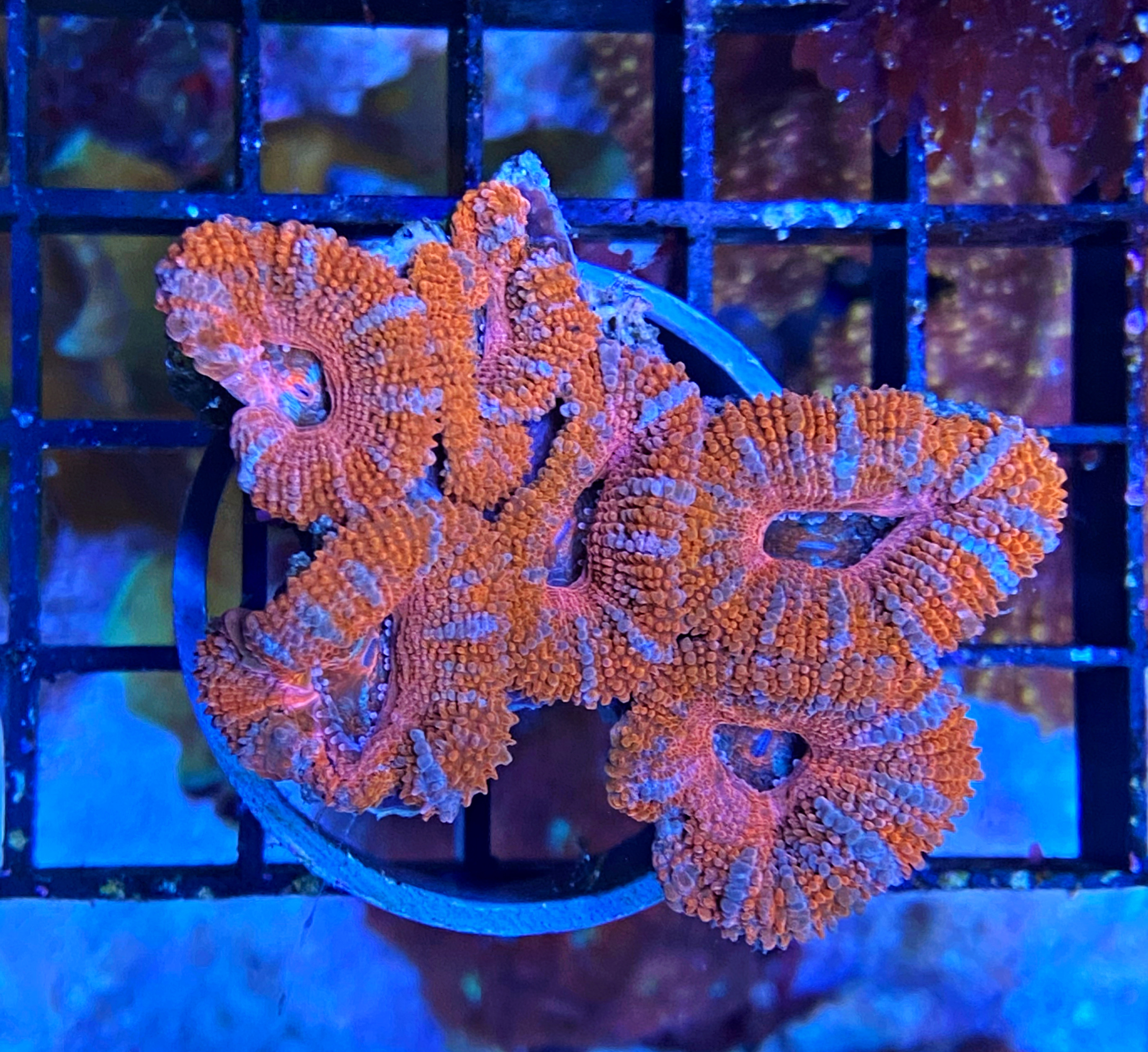 Acanthastrea lordhowensis - Großpolypige Steinkoralle - Pink Wonderwoman 2.0 -  WYSIWYG 13